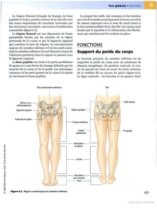 Grays anatomie