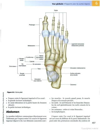 Grays anatomie