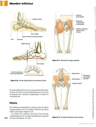 Grays anatomie