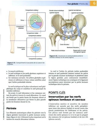Grays anatomie