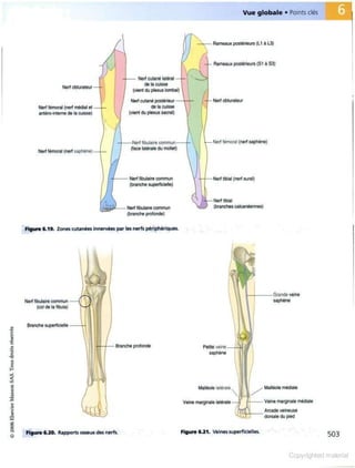 Grays anatomie