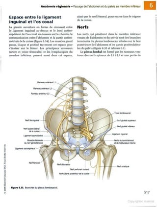 Grays anatomie