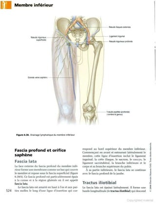 Grays anatomie