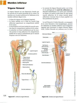 Grays anatomie