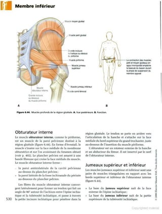 Grays anatomie
