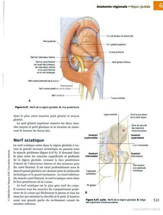 Grays anatomie