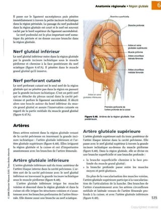 Grays anatomie