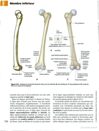 Grays anatomie