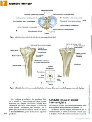 Grays anatomie