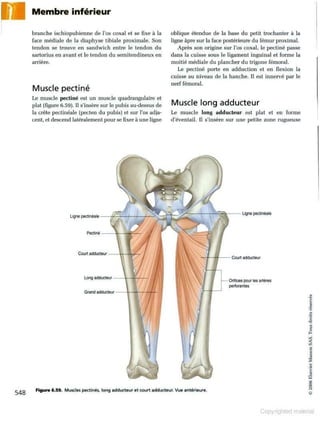 Grays anatomie
