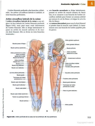 Grays anatomie