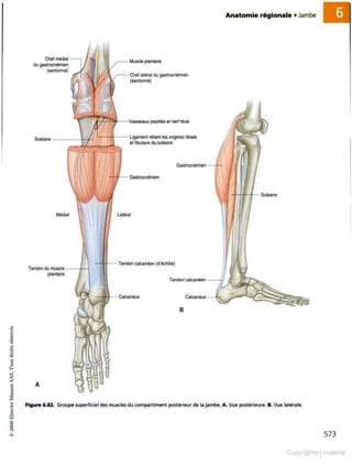 Grays anatomie