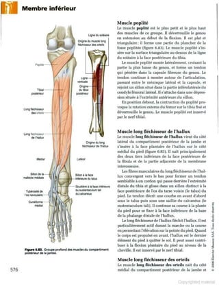 Grays anatomie