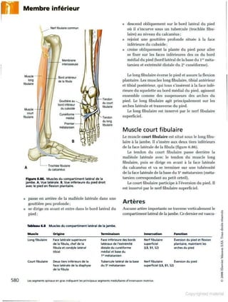 Grays anatomie