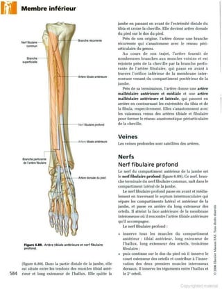 Grays anatomie