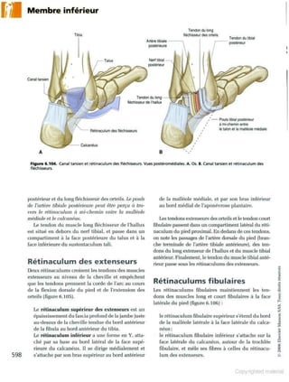 Grays anatomie
