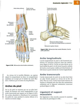 Grays anatomie
