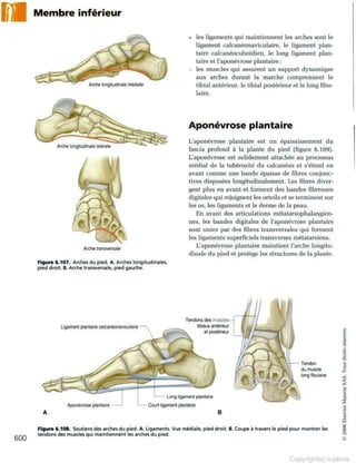 Grays anatomie
