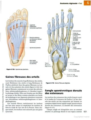 Grays anatomie