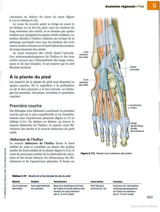 Grays anatomie