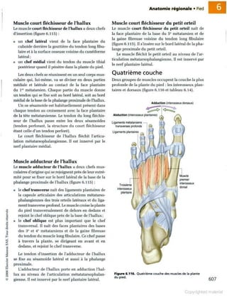 Grays anatomie