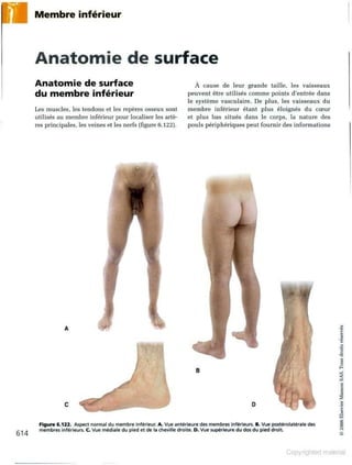 Grays anatomie