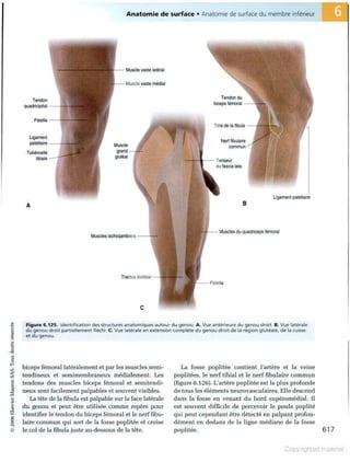 Grays anatomie