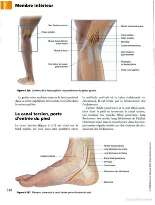 Grays anatomie