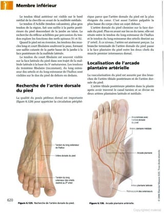 Grays anatomie