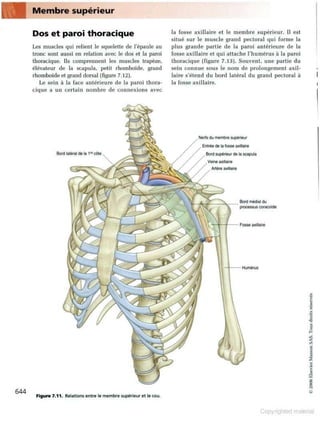 Grays anatomie