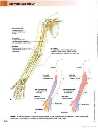 Grays anatomie