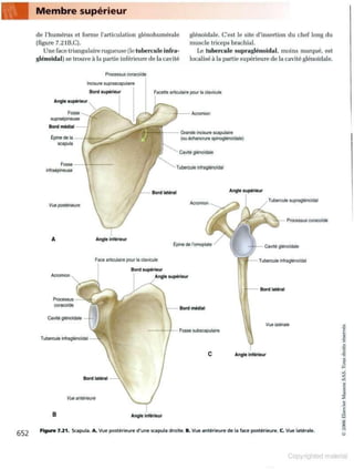 Grays anatomie
