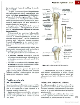 Grays anatomie