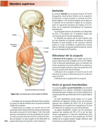 Grays anatomie