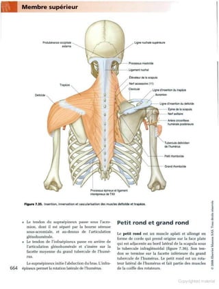 Grays anatomie