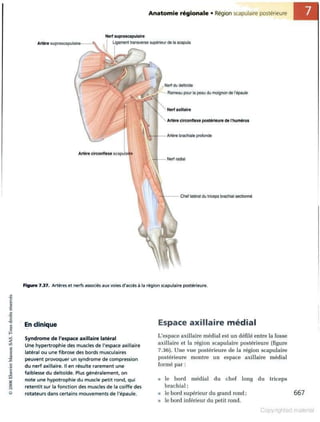 Grays anatomie