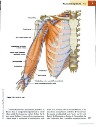 Grays anatomie