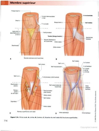 Grays anatomie