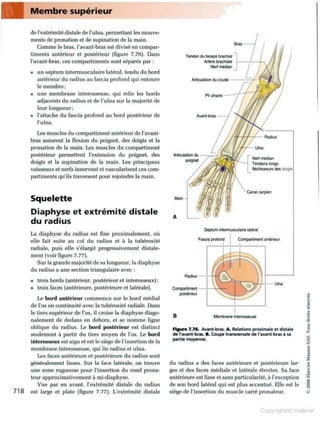 Grays anatomie