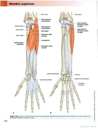 Grays anatomie