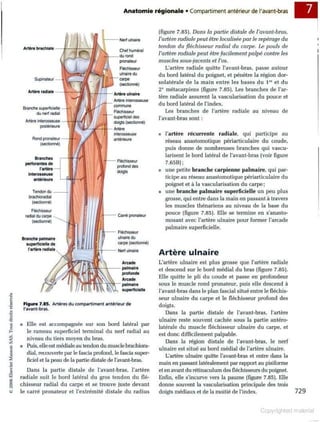 Grays anatomie