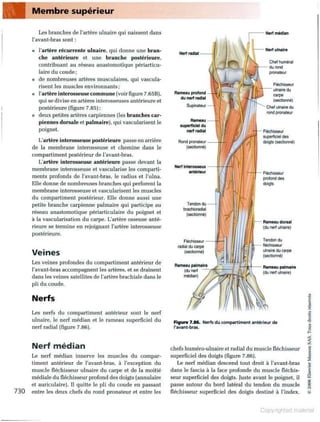 Grays anatomie