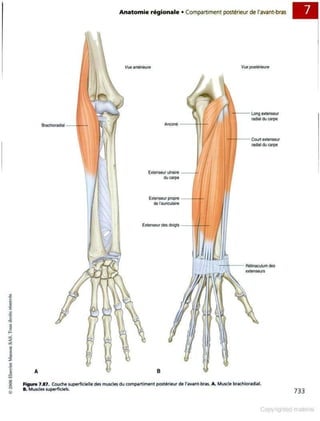 Grays anatomie