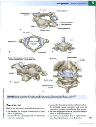 Grays anatomie