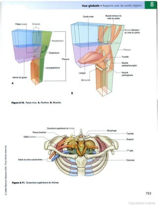 Grays anatomie