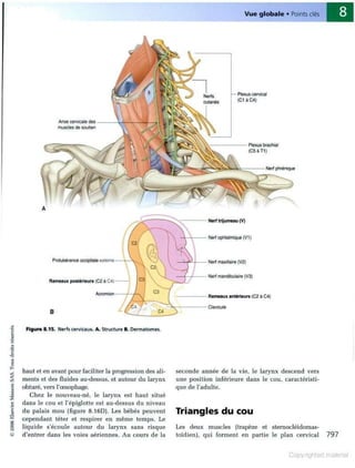 Grays anatomie