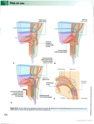 Grays anatomie
