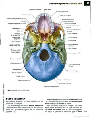Grays anatomie