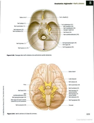 Grays anatomie