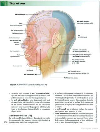 Grays anatomie